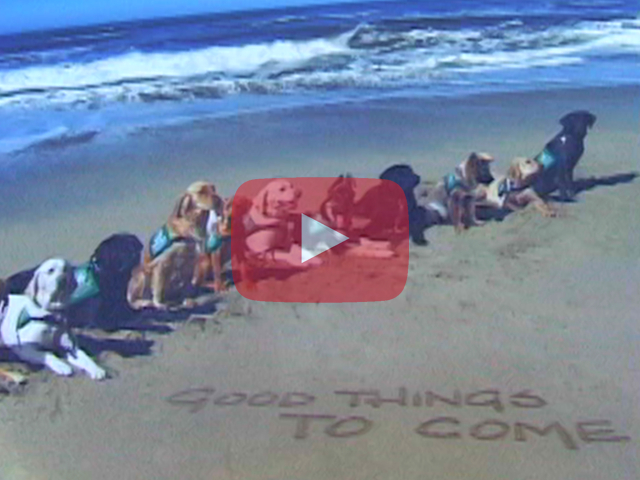 Play button showing dogs on beach with text 